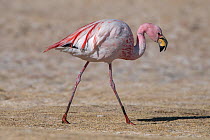 Puna / James flamingo (Phoenicoparrus jamesi) walking profile,  Salar de Uyuni, altiplano, Bolivia September