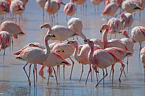 Puna / James flamingo (Phoenicoparrus jamesi) flock on Laguna Colorado, Reserva Eduardo Avaroa, altiplano, Bolivia September