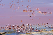 Looking down on Puna / James flamingo (Phoenicoparrus jamesi) flock on Laguna Colorada, Reserva Eduardo Avaroa, altiplano, Bolivia September
