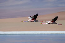 Puna / James flamingo (Phoenicoparrus jamesi) two in flight over Laguna Hedionda, between Polques and Quetena, altiplano, Bolivia September