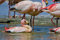 Puna / James flamingo (Phoenicoparrus jamesi) flock resting, Laguna Hedionda, between Polques and Quetena, altiplano, Bolivia September