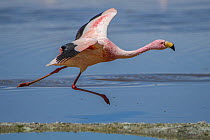 Puna / James flamingo (Phoenicoparrus jamesi) taking off from Laguna Hedionda, between Polques and Quetena, altiplano, Bolivia September