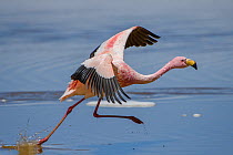 Puna / James flamingo (Phoenicoparrus jamesi) taking off from Laguna Hedionda, between Polques and Quetena, altiplano, Bolivia September