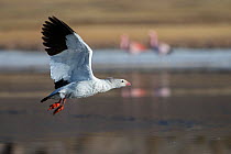 Andean goose (Chloephaga melanoptera) flying across lagoon, Salar de Uyuni, altiplano September