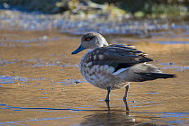 Crested duck (Anas specularioides) female, altiplano, Bolivia September