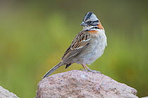 Rufous-collared sparrow (Zonotrichia capensis) Sajama National Park, altiplano, Bolivia, September