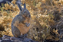 Southern Viscacha (Lagidium viscacia) at rest, Isla Incahuasi in the Salar de Uyuni, altiplano, Bolivia