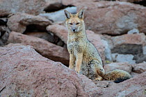 Culpea or Andean Fox (Pseudalopex culpaeus) standing alert, Siloli Desert, altiplano, Bolivia