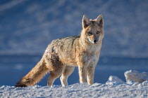 Culpea or Andean fox (Pseudalopex culpaeus) standing alert, vicinity of Laguna Verde, Reserva Eduardo Avaroa, altiplano, Bolivia