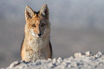 Culpea or Andean fox (Pseudalopex culpaeus) portrait, vicinity of Laguna Verde, Reserva Eduardo Avaroa, altiplano, Bolivia