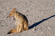 Culpea or Andean fox (Pseudalopex culpaeus) yawning, vicinity of Laguna Verde, Reserva Eduardo Avaroa, altiplano, Bolivia