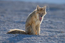 Culpea or Andean fox (Pseudalopex culpaeus) at rest, vicinity of Laguna Verde, Reserva Eduardo Avaroa, altiplano, Bolivia