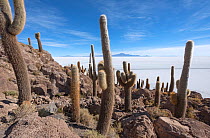Isla / Island Incahuasi with cactus in the Salar de Uyuni salt flats, Altiplano, Bolivia