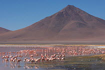 Puna / James flamingo (Phoenicoparrus jamesi) flock on Laguna Colorado, Reserva Eduardo Avaroa, Altiplano, Bolivia