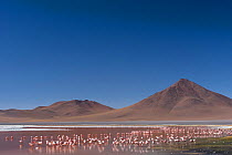 Puna / James flamingo (Phoenicoparrus jamesi) flock on Laguna Colorada, Reserva Eduardo Avaroa, Altiplano, Bolivia