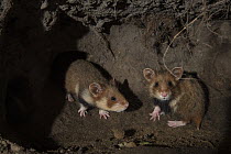 European hamster (Cricetus cricetus) , juveniles in  burrow, captive.