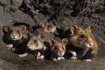 European hamster (Cricetus cricetus) female and juveniles in  burrow, captive.