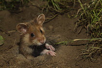 European hamster (Cricetus cricetus) , juvenile looking out of  burrow, captive.