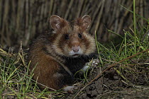 European hamster (Cricetus cricetus) adult female, captive,