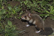 European hamster (Cricetus cricetus) juveniles in front of  burrow, captive.