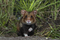 European hamster (Cricetus cricetus) female standing in grass, captive.