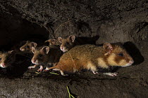 European hamster (Cricetus cricetus)  female in burrow with its young, captive.