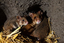 European hamster (Cricetus cricetus) female in burrow with its young, captive.