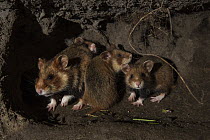 European hamster (Cricetus cricetus) female in burrow with its young, captive .