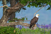 Bald eagle (Haliaeetus leucocephalus) perched in tree,  Acadia National Park, Maine, USA June