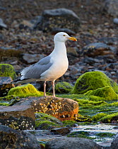 Herring gull (Larus argentatus) standing at coast, Acadia National Park, Maine, USA July