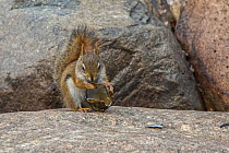 American red squirrel (Tamiasciurus hudsonicus) chewing on freshwater mussel shell,  Acadia National Park, Maine, USA