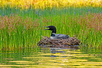 Common loon (Gavia immer) nesting at edge of lake and calling, Acadia National Park, Maine, USA, August