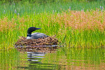 Common loon (Gavia immer) nesting at edge of lake, Acadia National Park, Maine, USA, August