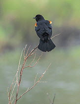 Red-winged blackbird (Agelaius phoeniceus) in breeding plumage, calling during mating season, Acadia National Park, Maine, USA June