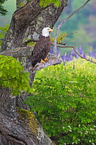 Bald eagle (Haliaeetus leucocephalus) perched in tree,  Acadia National Park, Maine, USA June