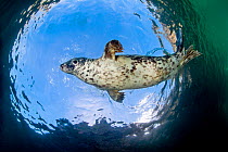 Grey seal (Halichoerus grypus) swimming above at surface, Lundy Island, Devon, UK, Bristol Channel August