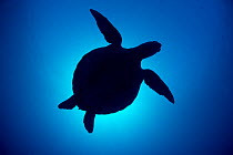 RF - Silhouette of a Green sea turtle (Chelonia mydas) against sun in blue water above coral reef. Rock Islands, Palau, Mirconesia. Tropical west Pacific Ocean. (This image may be licensed either as r...
