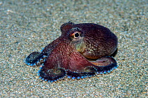 RF - Veined octopus (Amphioctopus marginatus) spreading its arms as it explores the seabed at night. Anilao, Batangas, Luzon, Philippines. Verde Island Passages, Tropical West Pacific Ocean. (This ima...