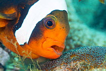 RF - Adult Saddleback anemonefish (Amphiprion polymnus) aerates its developing eggs. Dauin, Dumaguete, Negros, Philippines. Bohol Sea, tropical west Pacific Ocean. (This image may be licensed either a...