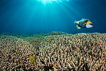 RF - Titan triggerfish (Balistoides viridescens) swimming over hard coral (Acropora sp.) gardens. Kri Island, Raja Ampat, West Papua, Indonesia. Dampier Strait, tropical west Pacific Ocean. (This imag...