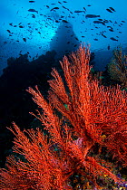RF - Seafans (Melithaea sp.) growing on dropoff, beneath schooling fish. Boo Windows, Boo Islands, Misool, Raja Ampat, West Papua, Indonesia. Tropical West Pacific Ocean. (This image may be licensed e...