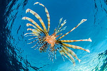 RF - Young lionfish (Pterois volitans) swimming near surface hunting silversides, at dusk. Beacon Rock, Sha'ab Mahmood, Sinai, Egypt. Red Sea. (This image may be licensed either as rights managed or r...
