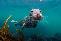 RF - Curious young male grey seal (Halichoerus grypus) over kelp. Farne Islands, Northumberland, England, British Isles. North Sea. (This image may be licensed either as rights managed or royalty free...