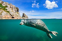 RF - Young grey seal (Halichoerus grypus) swimming at surface beneath cliffs of Lundy Island, Devon, England, United Kingdom. British Isles. Bristol Channel. North East Altantic Ocean. (This image may...