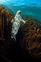 RF - Female grey seal (Halichoerus grypus) hovering in gully of kelp (oarweed: laminaria: Laminaria hyperborea). Farne Islands, Northumberland, England, United Kingdom. British Isles. North Sea. (This...