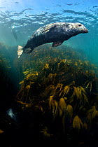 RF - Male grey seal (Halichoerus grypus) swimming above kelp forest (oarweed: laminaria: Laminaria hyperborea). Farne Islands, Northumberland, England, United Kingdom. British Isles. North Sea. (This...