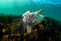 RF - Curious young grey seal (Halichoerus grypus) over kelp. Farne Islands, Northumberland, England, United Kingdom. British Isles. North Sea. (This image may be licensed either as rights managed or r...