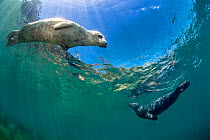 RF - Young female and young male grey seal (Halichoerus grypus) swimming in shallows. Lundy Island, Devon, England, United Kingdom. British Isles. Bristol Channel. (This image may be licensed either a...