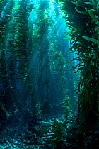 RF - View through giant kelp (Macrocystis pyrifera) forest. Santa Barbara Island, Channel Islands. Los Angeles, California, United States of America. North East Pacific Ocean. (This image may be licen...