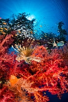 RF - Pair of lionfish (Pterois volitans) prowling soft coral (Dendronephthya hemprichi) growing on wreck of the Cedar Pride, hunting glassfish. Aqaba, Jordan. Gulf of Aqaba, Red Sea. (This image may b...